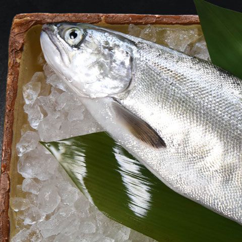 Lake Fish(Biwa Traut)